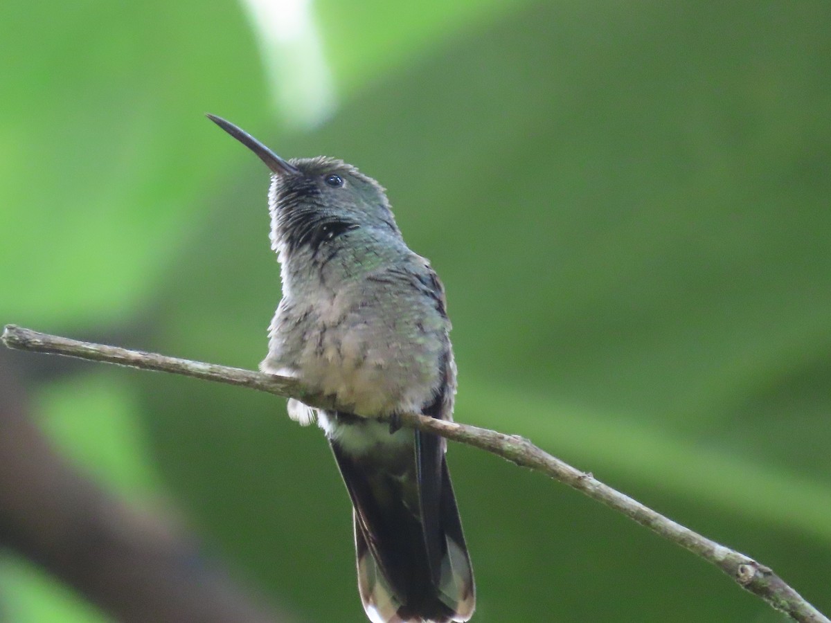 Scaly-breasted Hummingbird - ML620481336