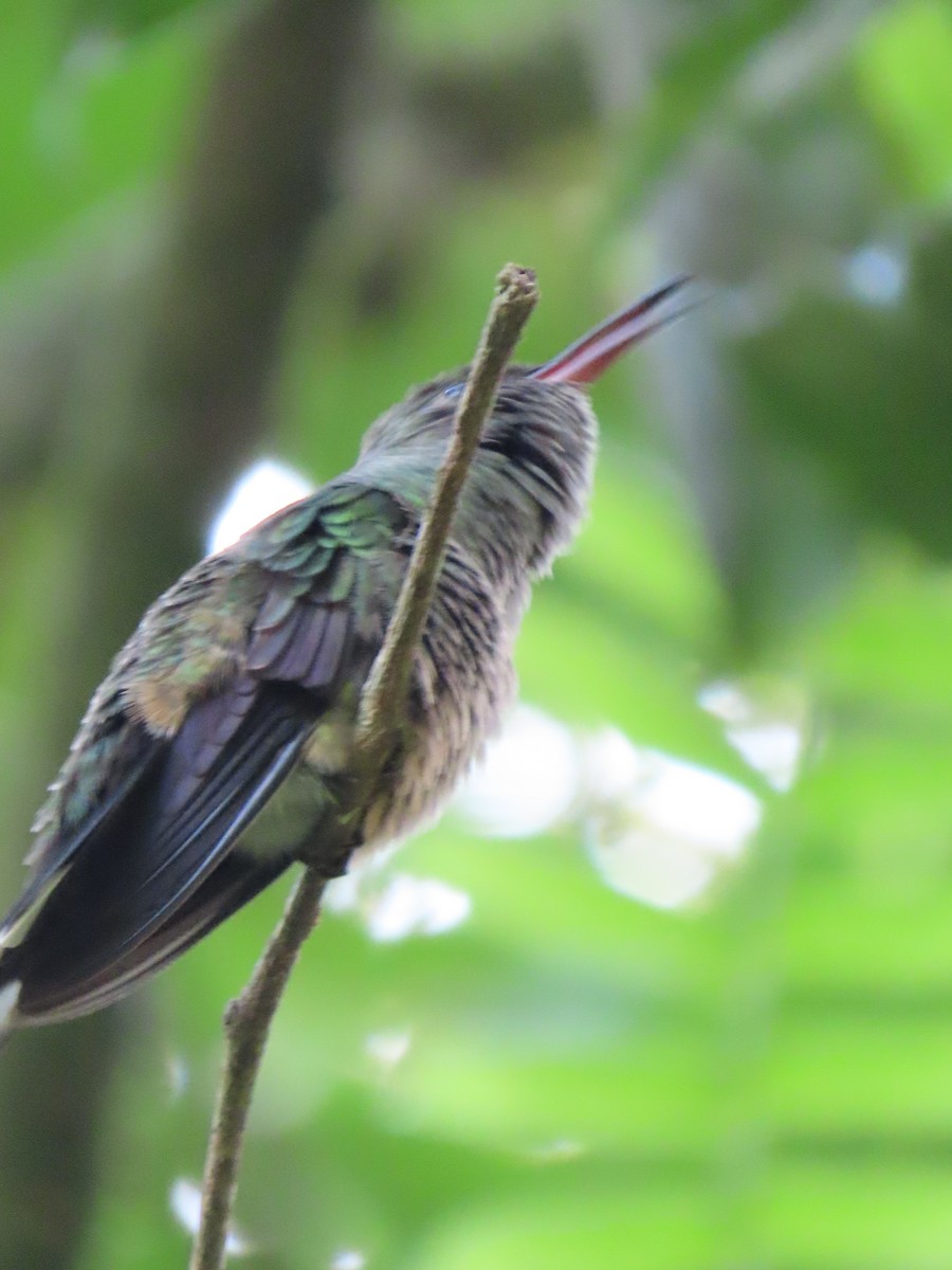 Colibrí de Cuvier - ML620481337