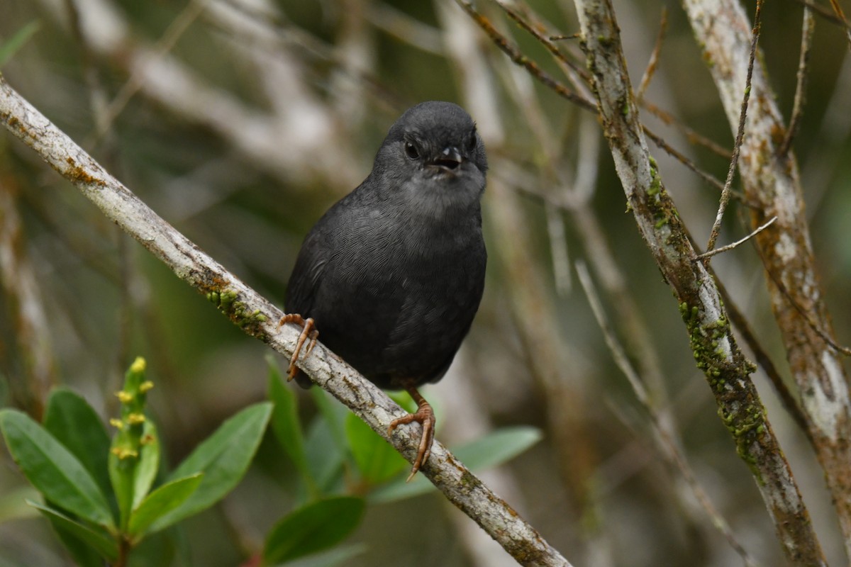 Diamantina Tapaculo - ML620481338