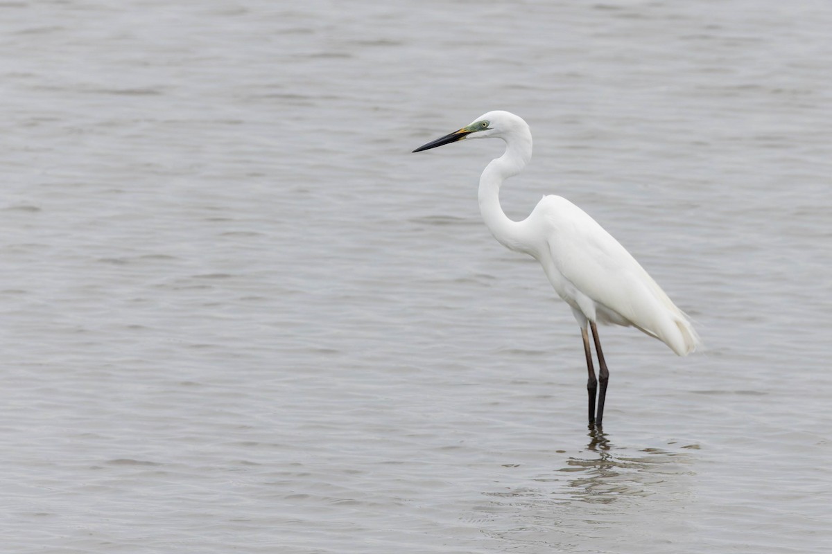 Chinese Egret - ML620481347