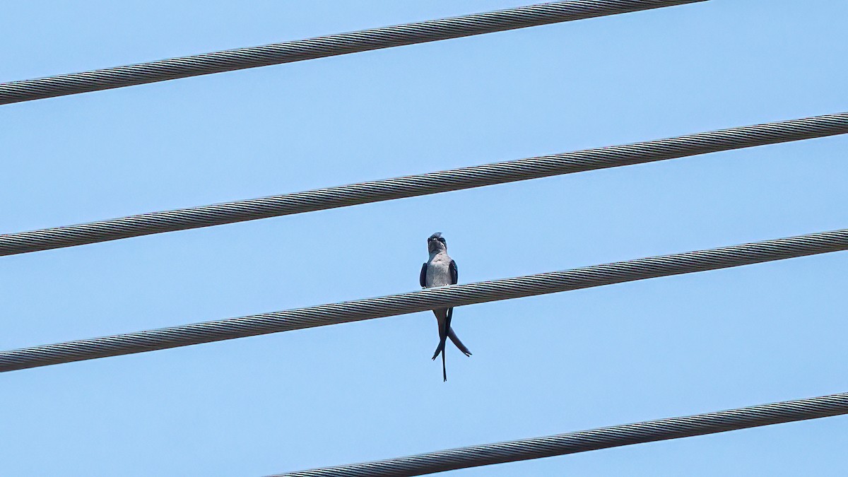 Crested Treeswift - ML620481351