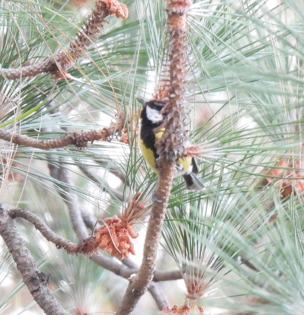 Green-backed Tit - ML620481352