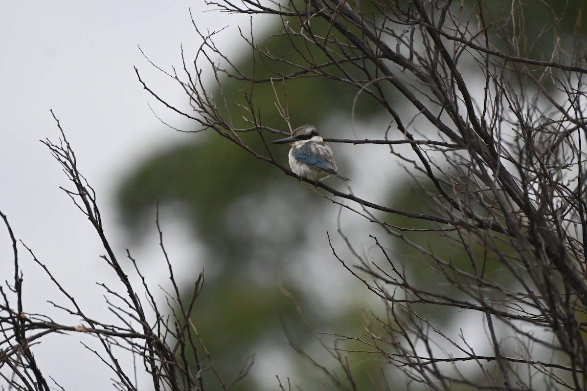Red-backed Kingfisher - ML620481354