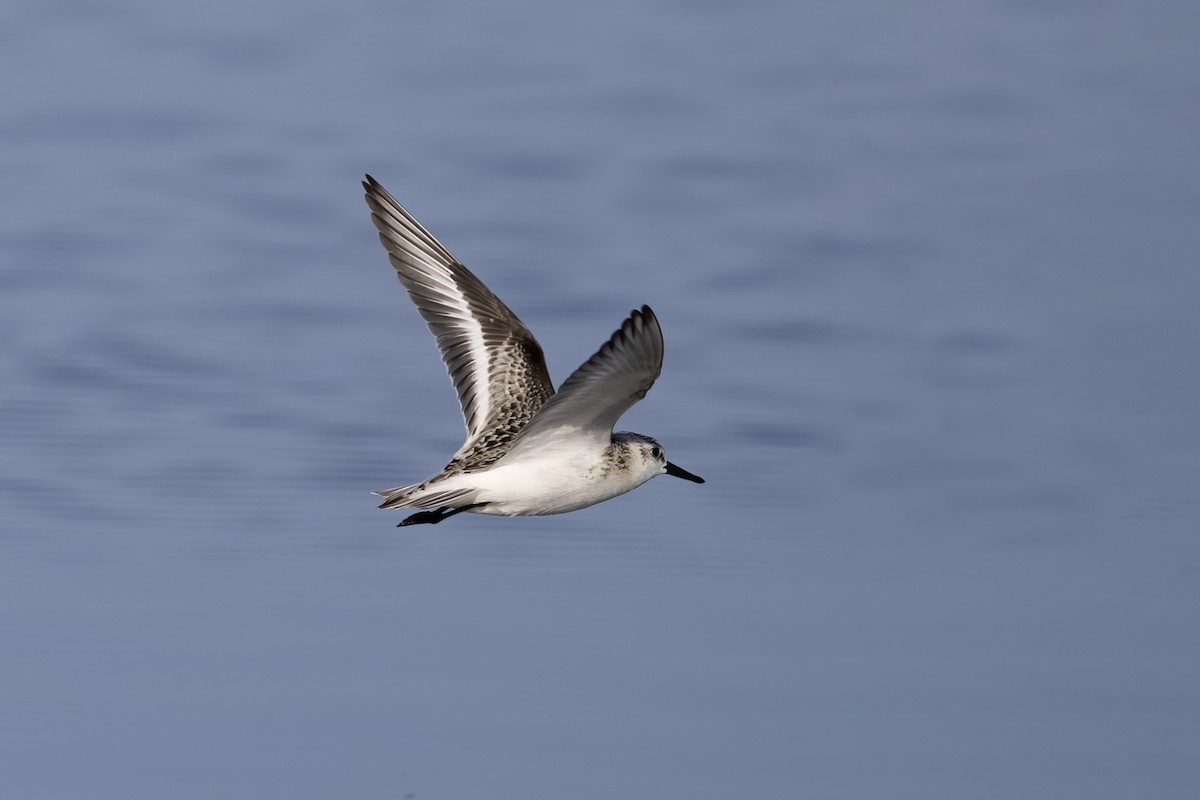 Sanderling - ML620481359