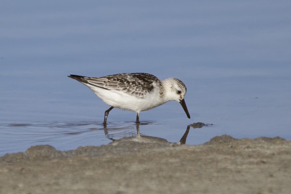 Sanderling - ML620481363