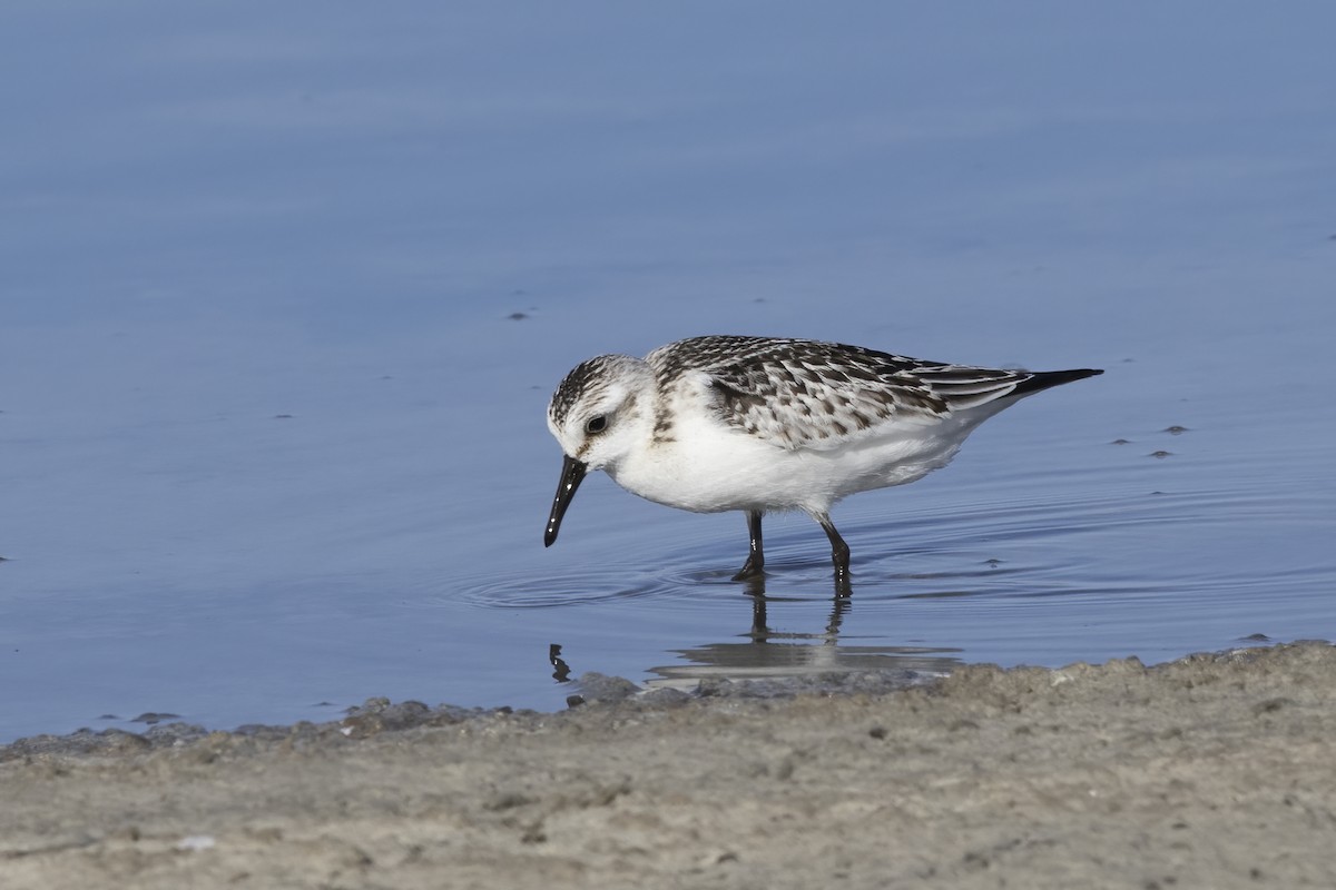 Sanderling - ML620481364