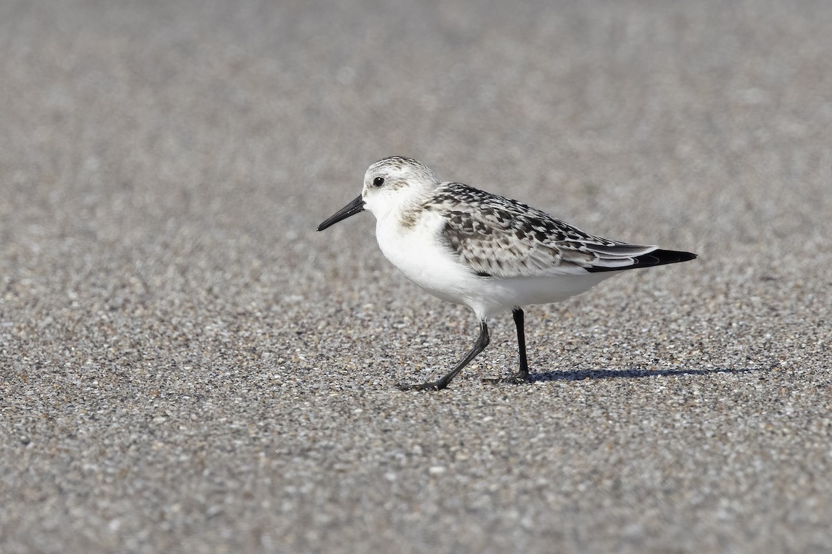 Sanderling - ML620481367