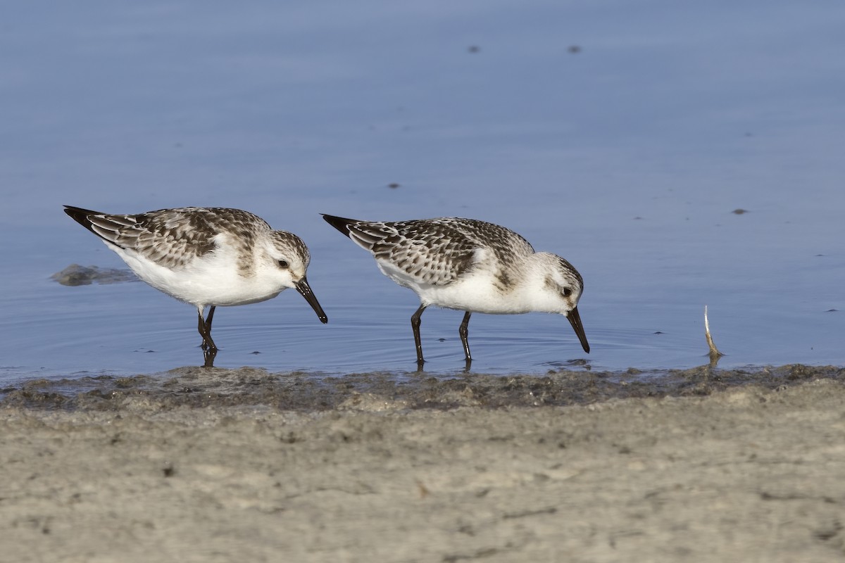 Sanderling - ML620481370