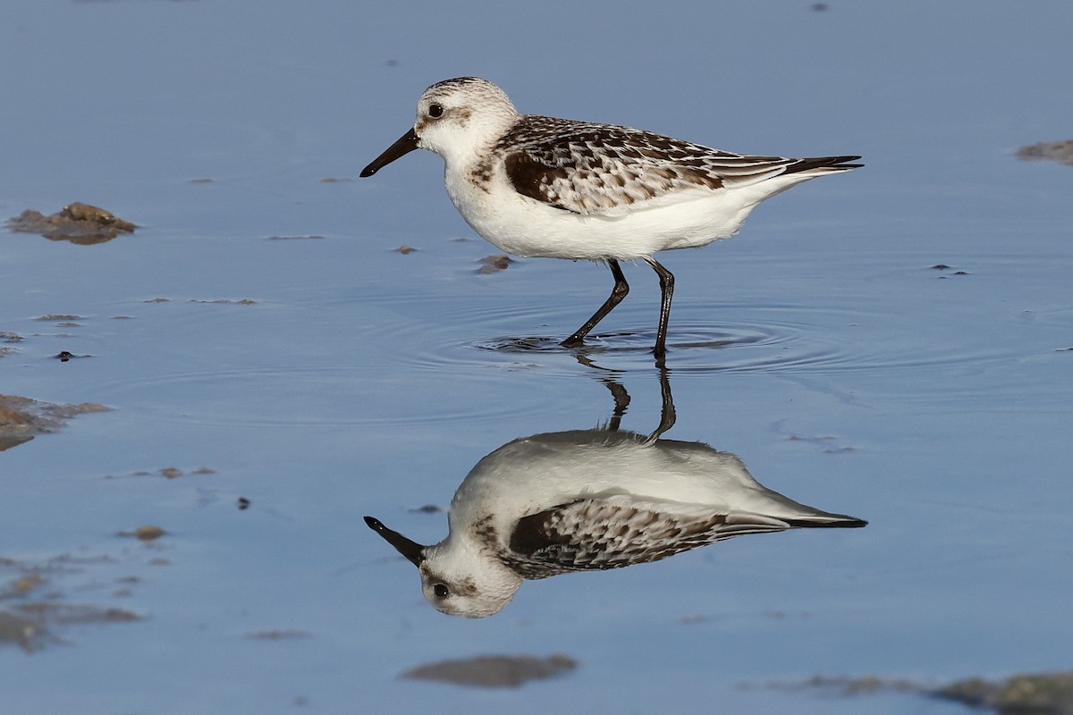 Sanderling - ML620481371