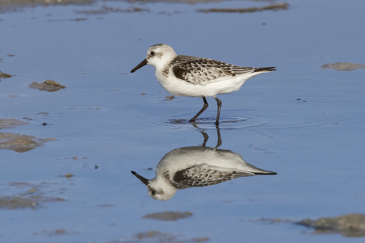 Sanderling - ML620481372