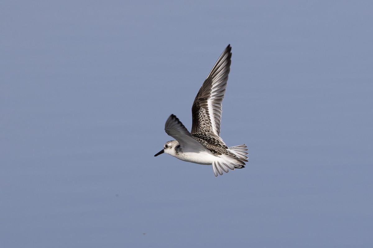 Sanderling - ML620481376