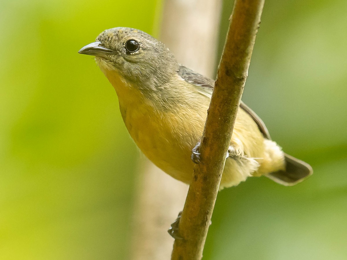 Fire-breasted Flowerpecker - ML620481382