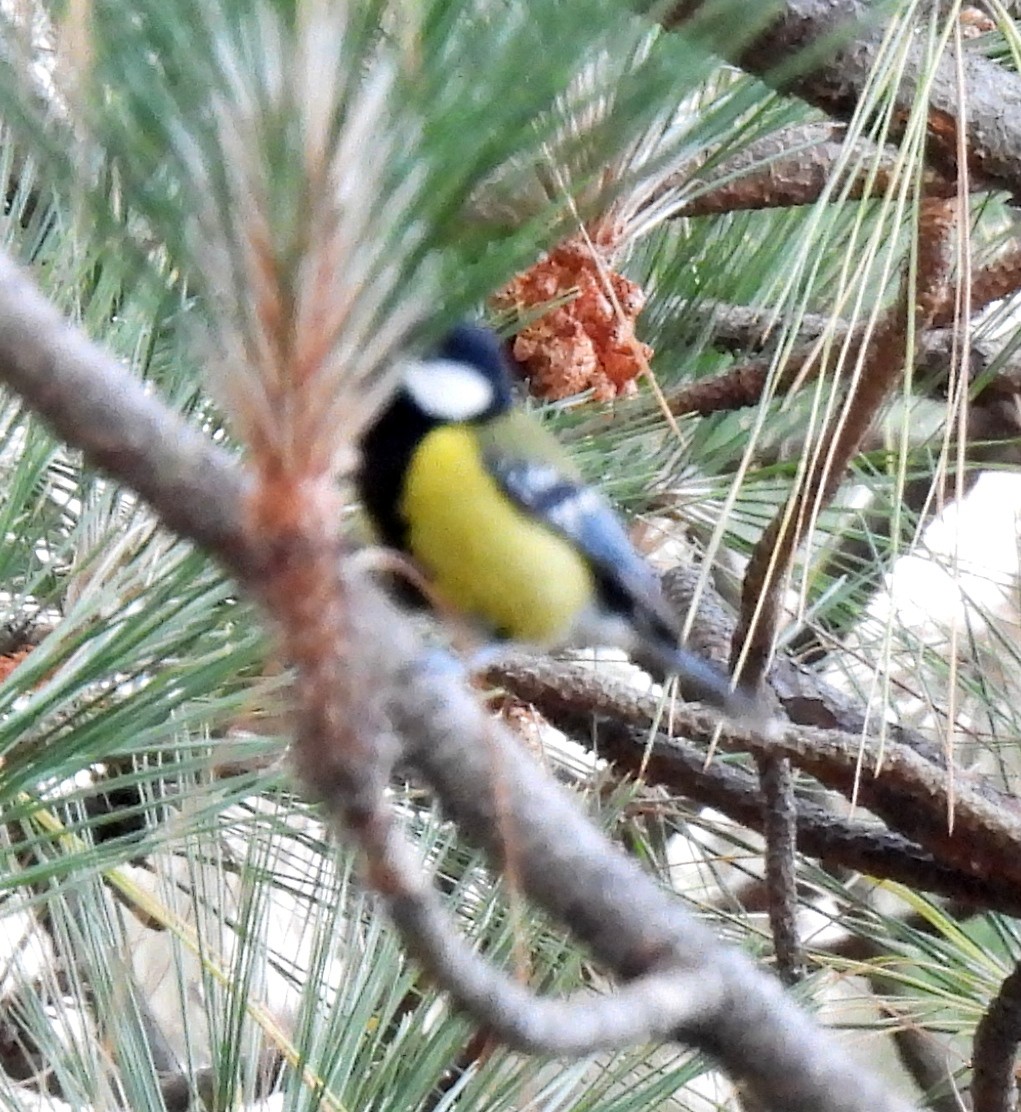 Green-backed Tit - ML620481384