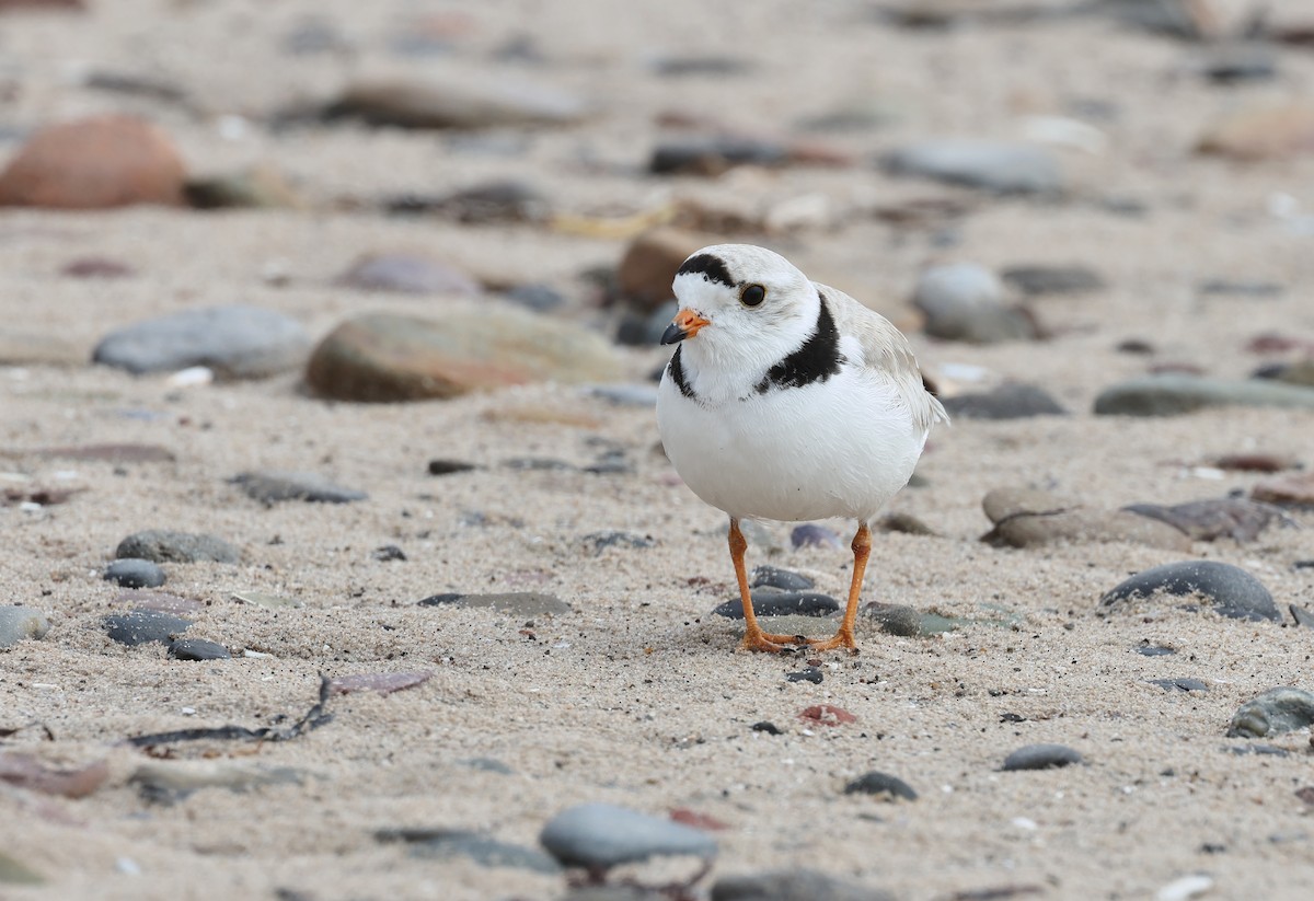 Piping Plover - ML620481385