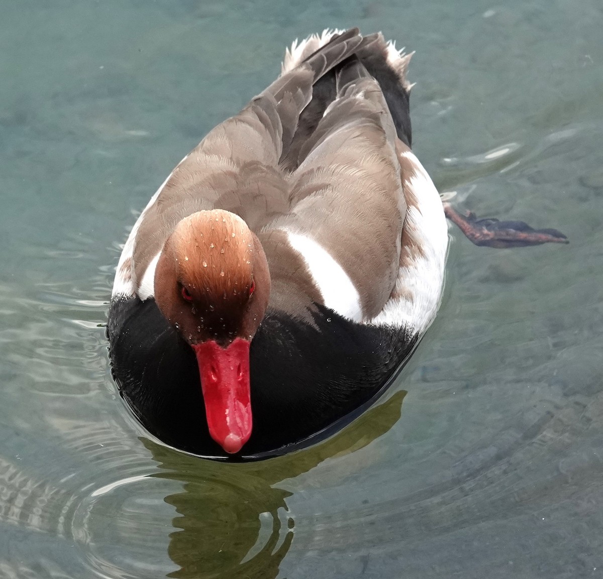 Red-crested Pochard - ML620481401