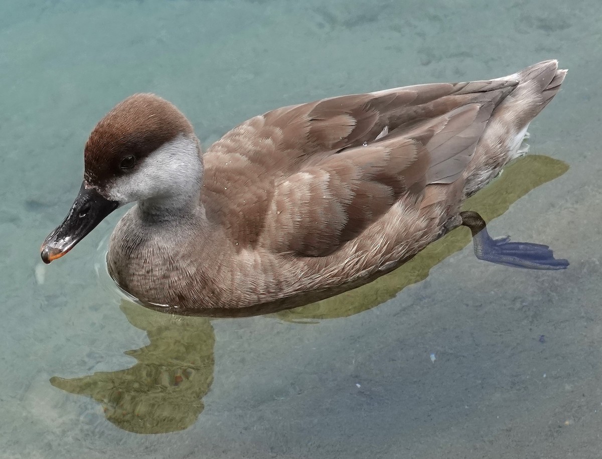 Red-crested Pochard - ML620481402