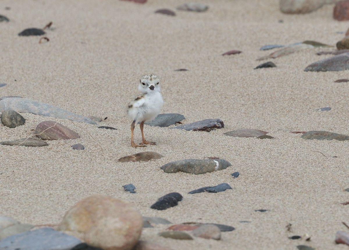 Piping Plover - ML620481412