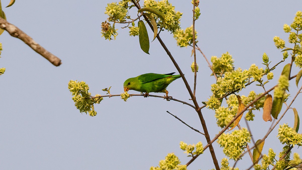 Vernal Hanging-Parrot - ML620481414