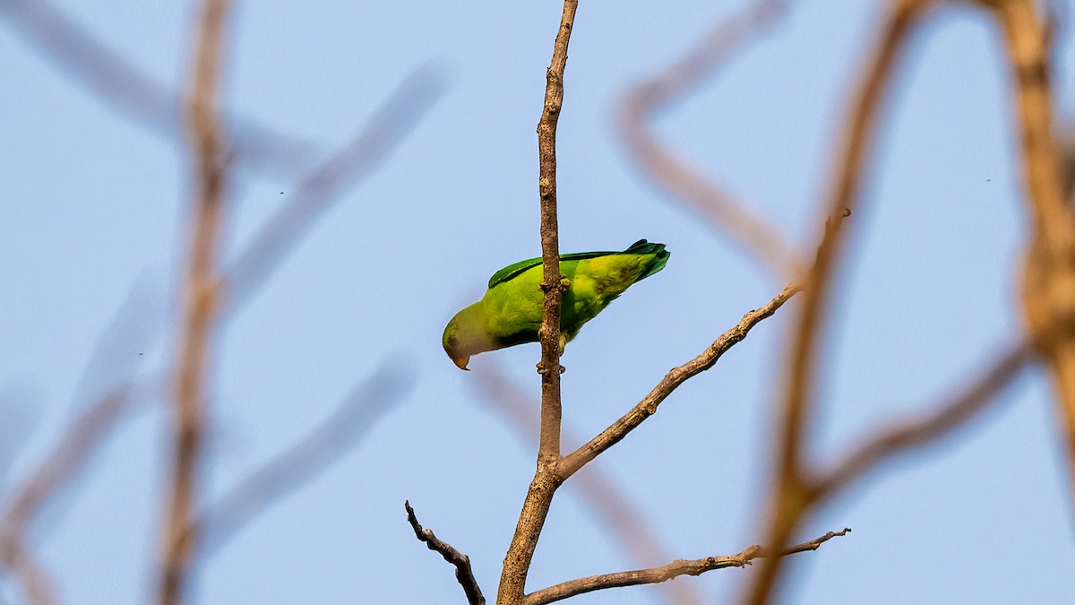 Vernal Hanging-Parrot - ML620481415