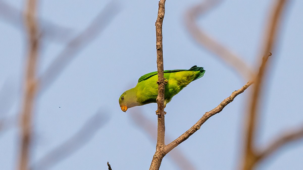 Vernal Hanging-Parrot - ML620481416