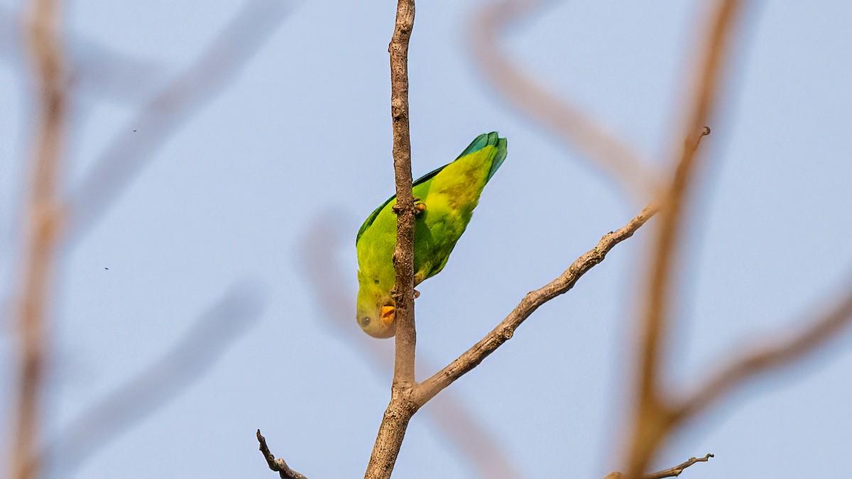 Vernal Hanging-Parrot - ML620481417