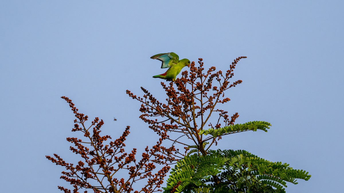 Vernal Hanging-Parrot - ML620481419