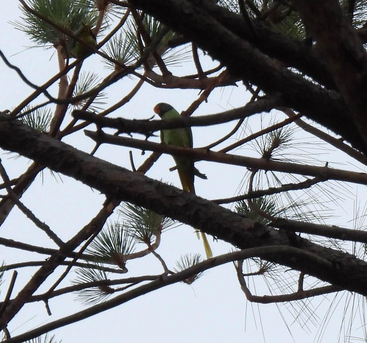 Slaty-headed Parakeet - Rama M V