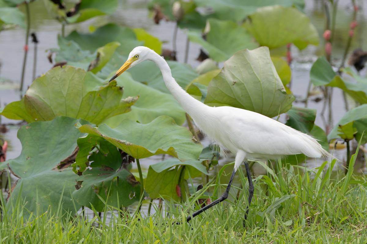 Medium Egret - ML620481426