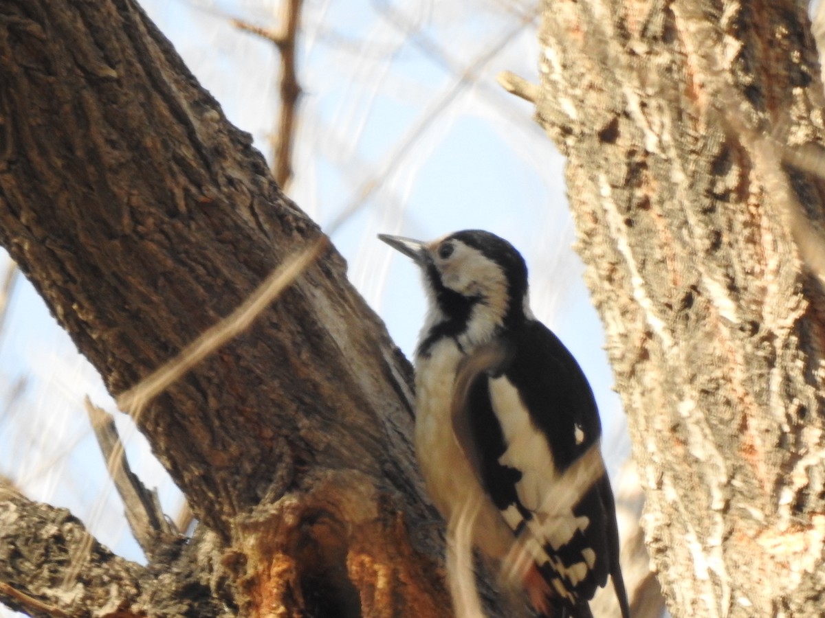 Syrian Woodpecker - ML620481427