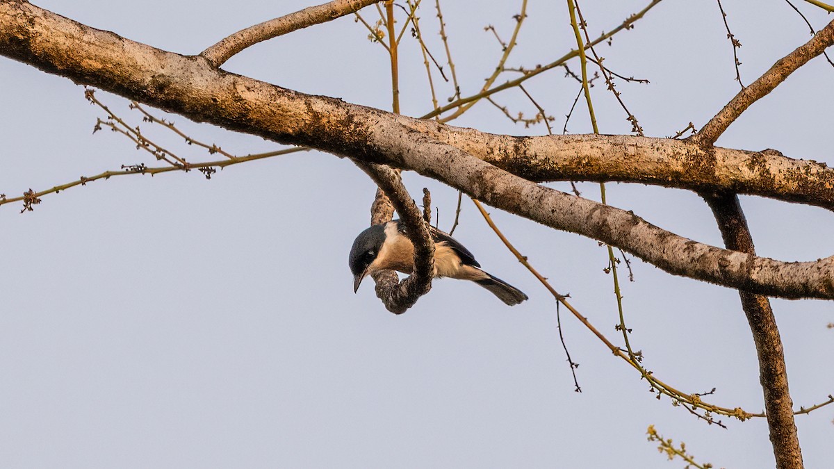 Bar-winged Flycatcher-shrike - Pankaj Maheria
