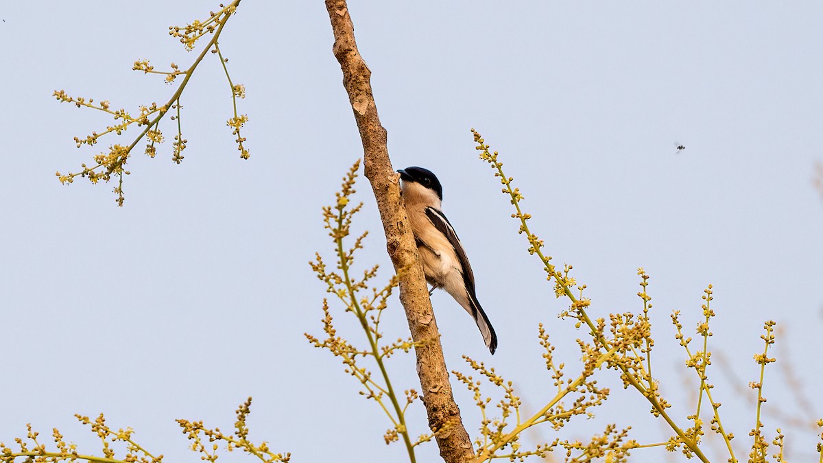 Bar-winged Flycatcher-shrike - ML620481430