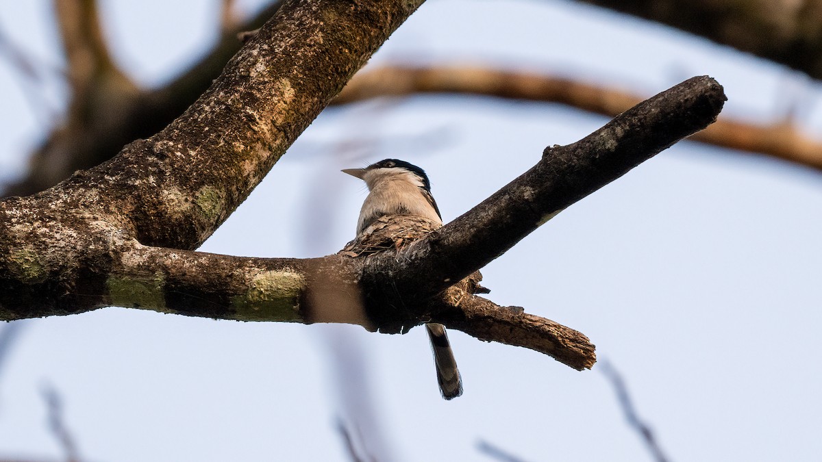 Bar-winged Flycatcher-shrike - ML620481432