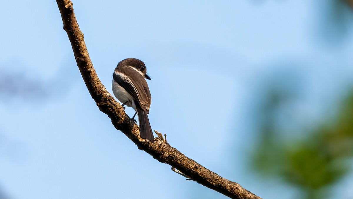 Bar-winged Flycatcher-shrike - ML620481437