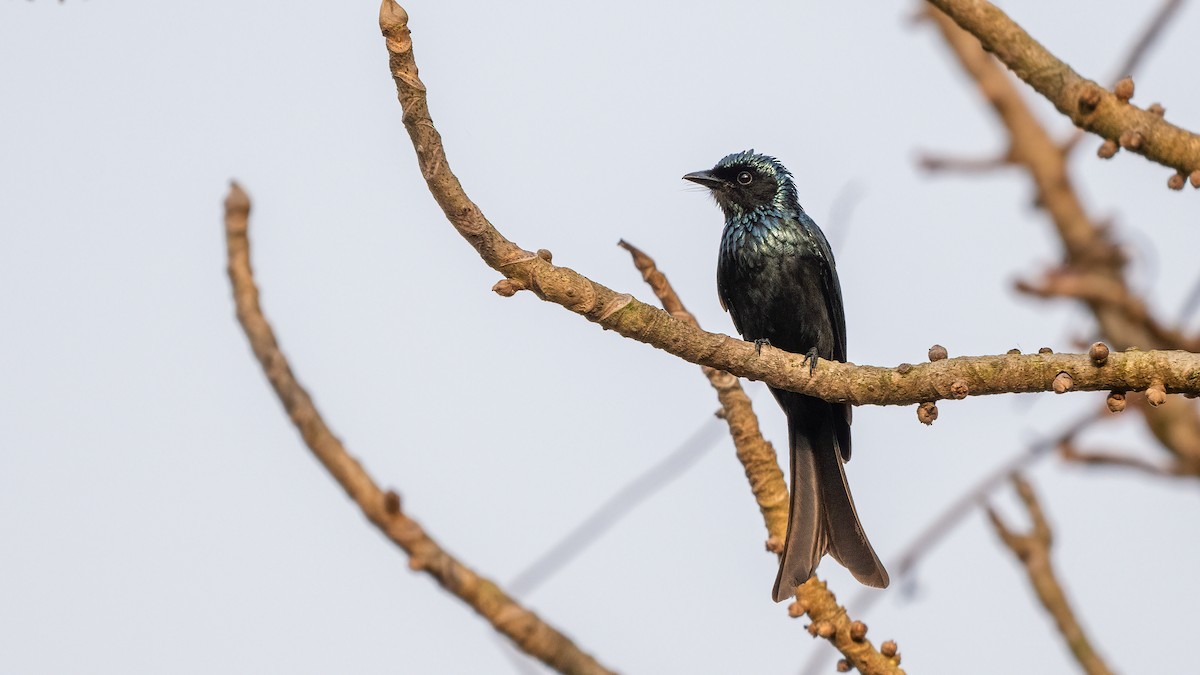 Drongo bronzé - ML620481442