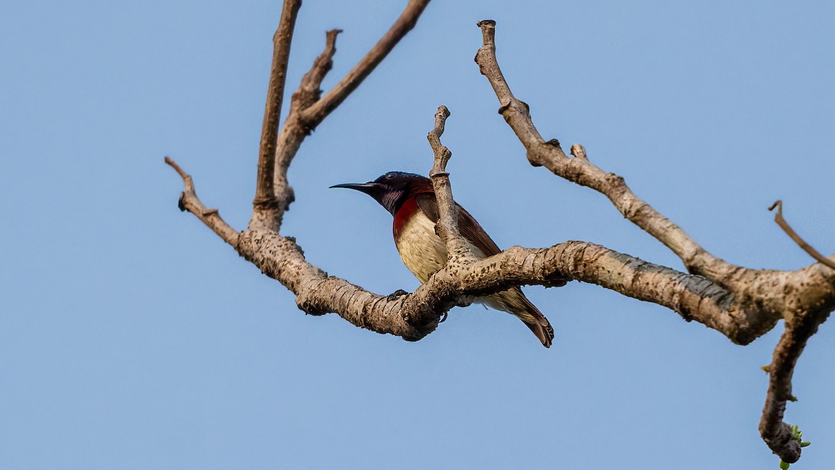 Crimson-backed Sunbird - ML620481445