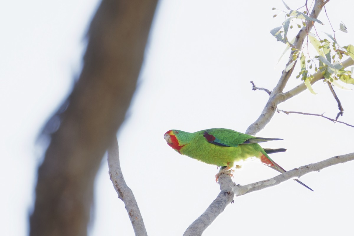 Swift Parrot - ML620481449