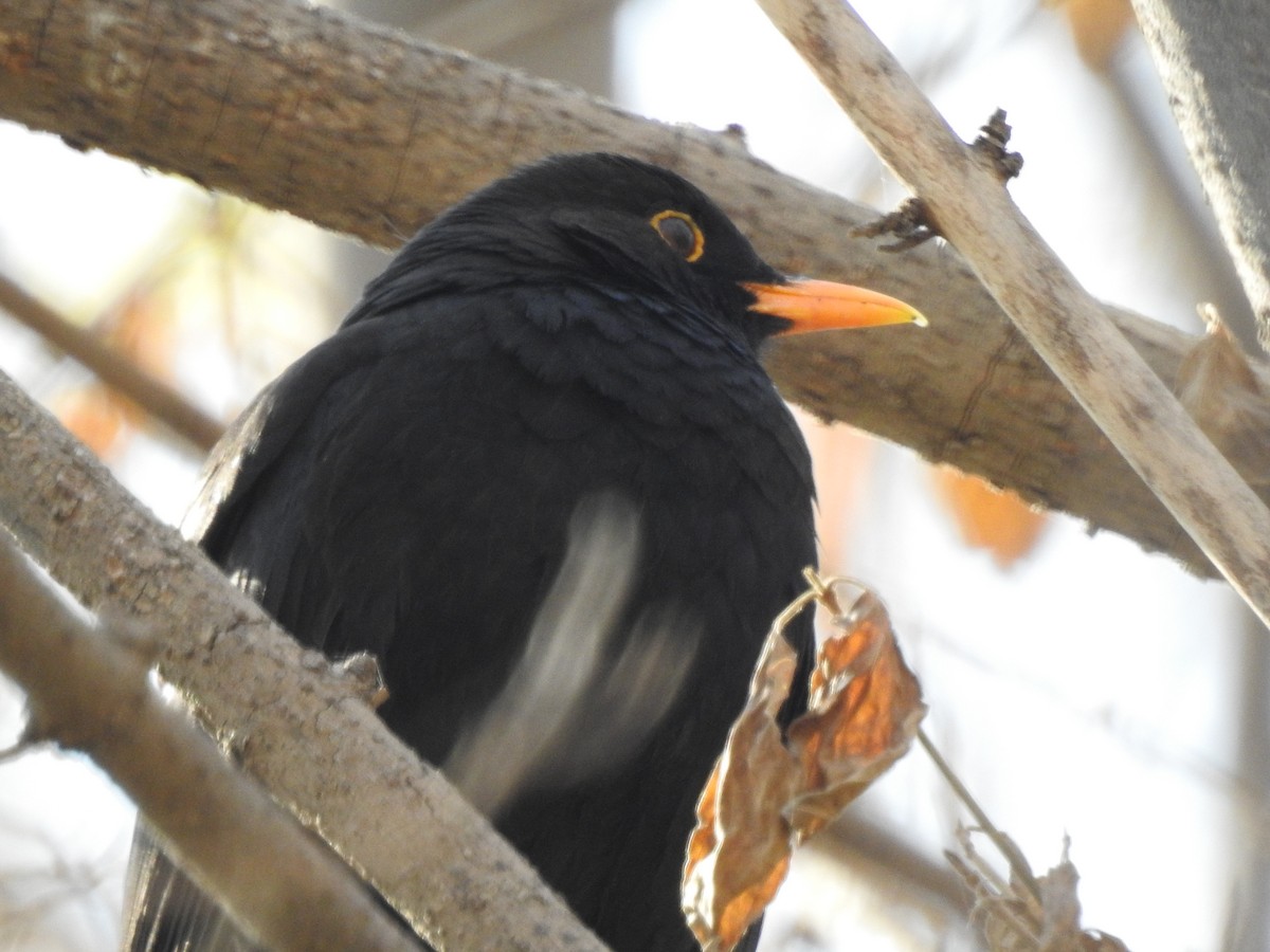 Eurasian Blackbird - ML620481450