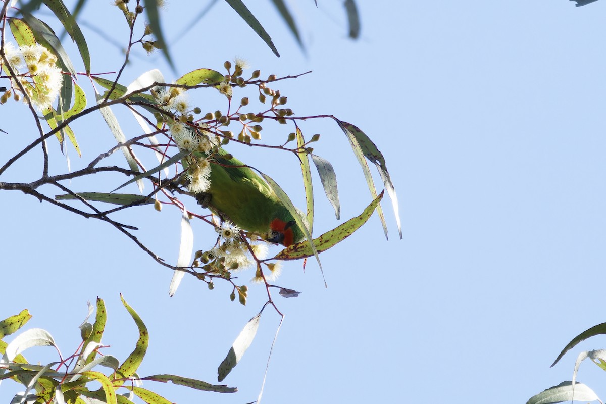 Little Lorikeet - ML620481451