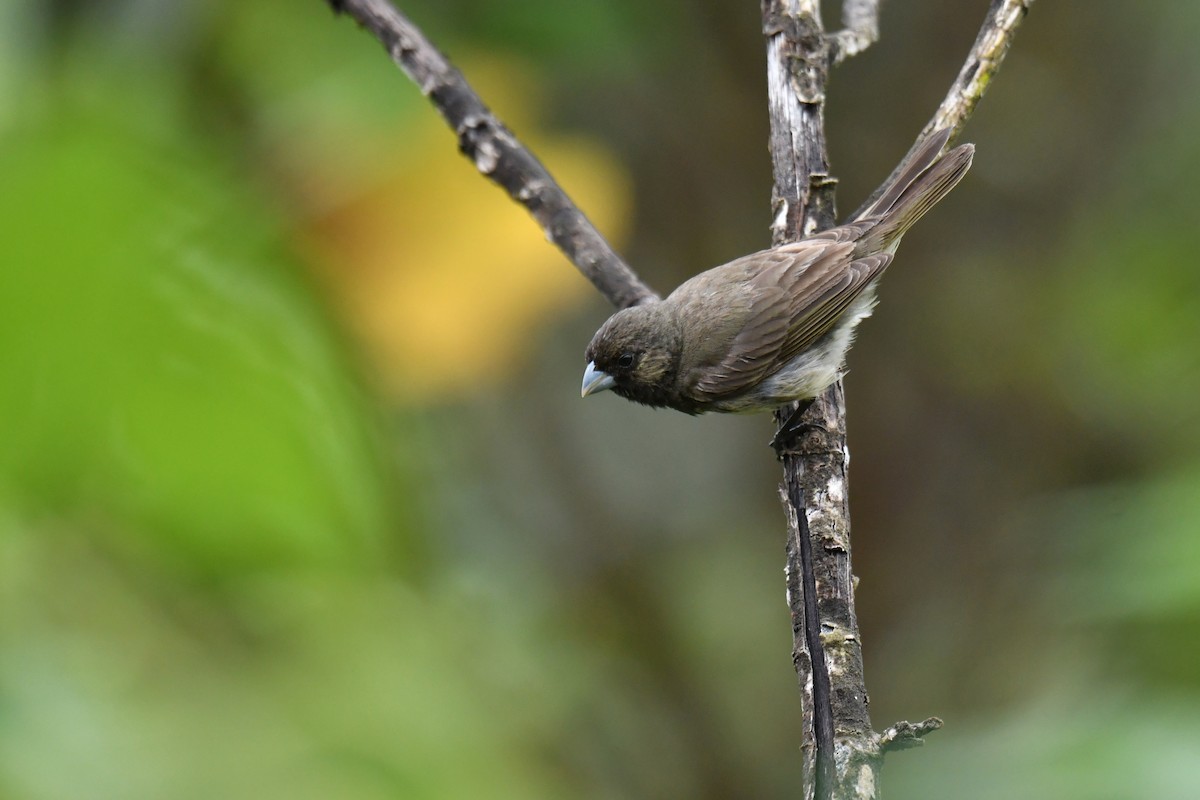 Yellow-bellied Seedeater - ML620481467