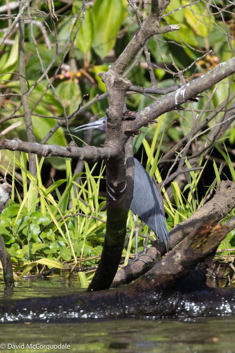 Little Blue Heron - ML620481468