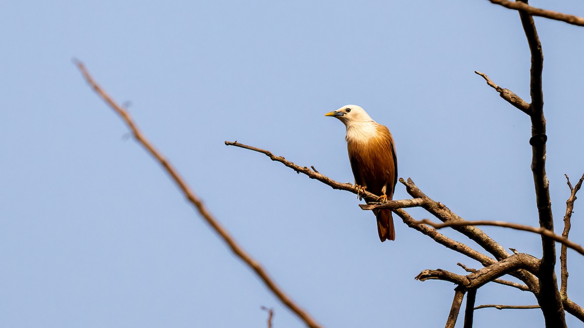 Malabar Starling - ML620481469