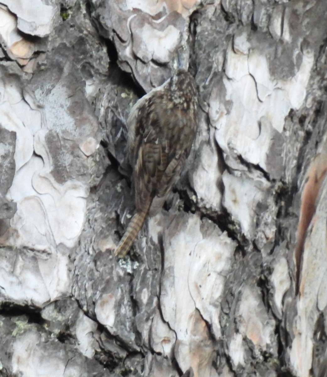 Bar-tailed Treecreeper - ML620481470