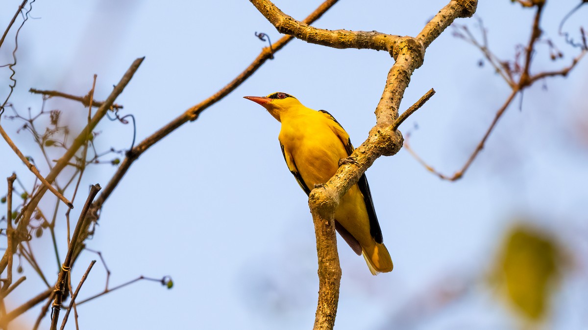 Indian Golden Oriole - ML620481475