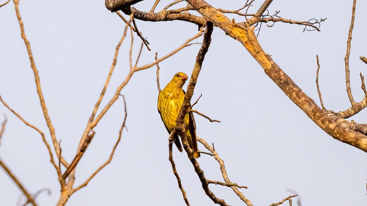 Indian Golden Oriole - ML620481479