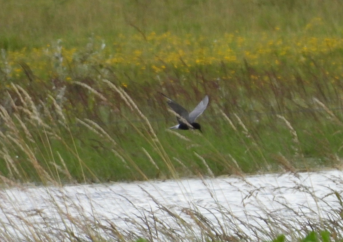 Black Tern - ML620481480