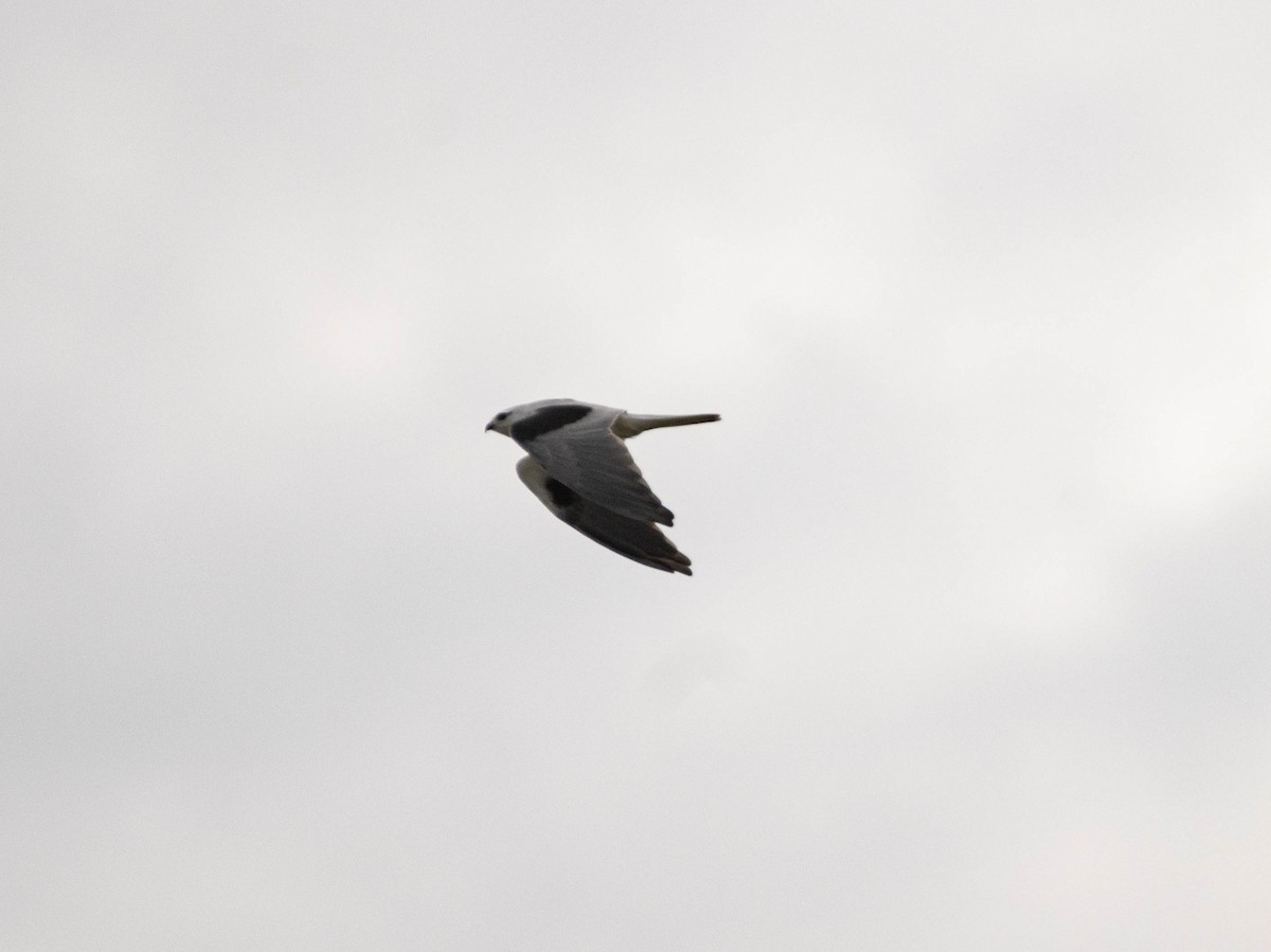 Black-shouldered Kite - ML620481481