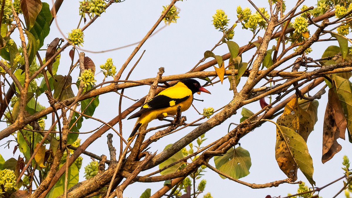 Black-hooded Oriole - ML620481483