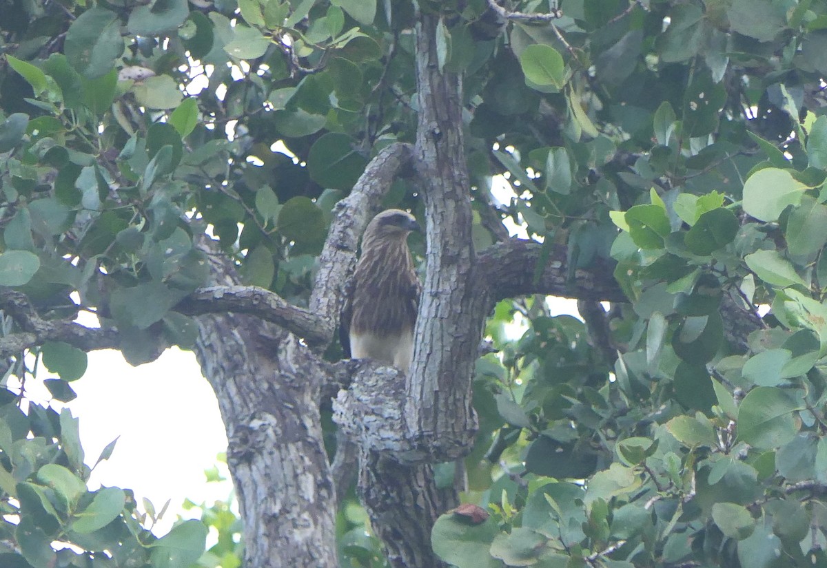 Brahminy Kite - ML620481489