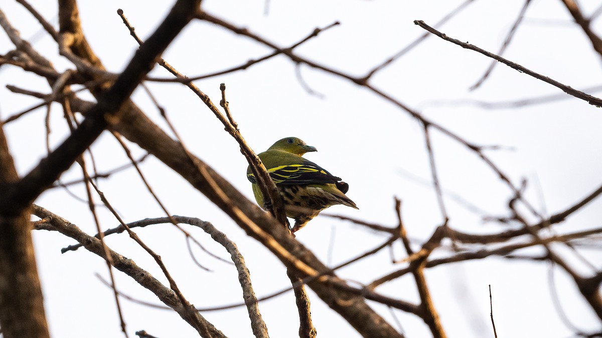 Gray-fronted Green-Pigeon - Pankaj Maheria