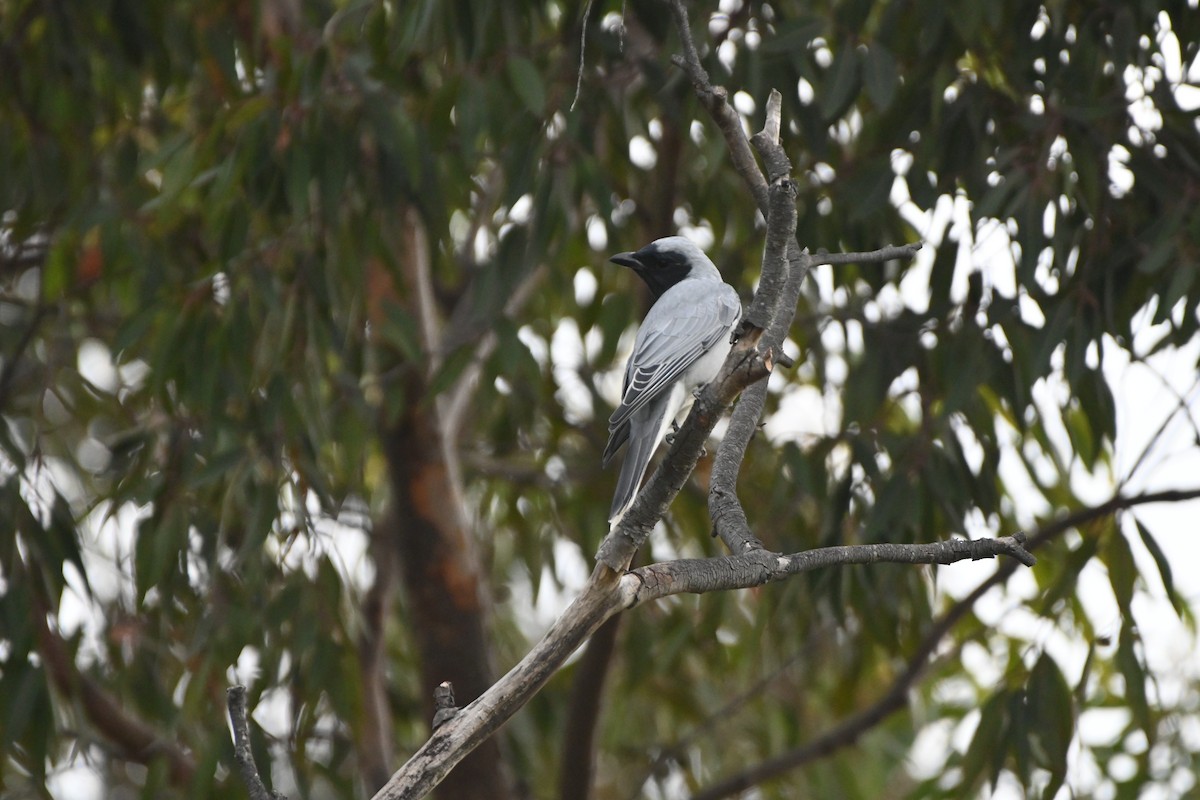 Black-faced Cuckooshrike - ML620481496